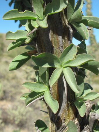 Leafy ocotillos