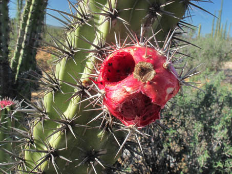 Pitahaya fruit