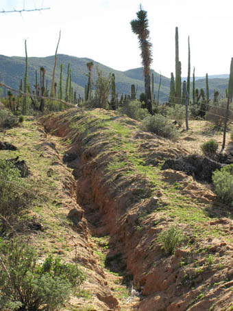 Sprouting desert