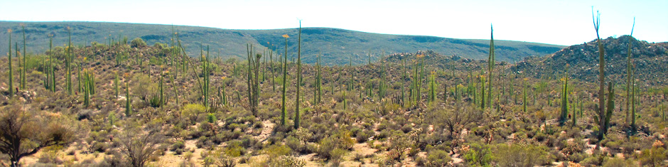 Northern Baja California scenery