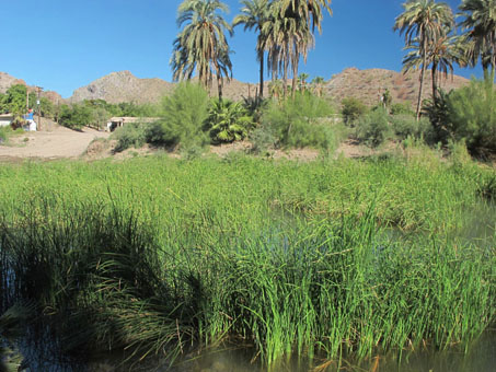 Mulege River