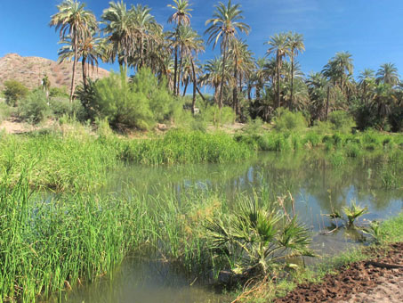 Mulege River