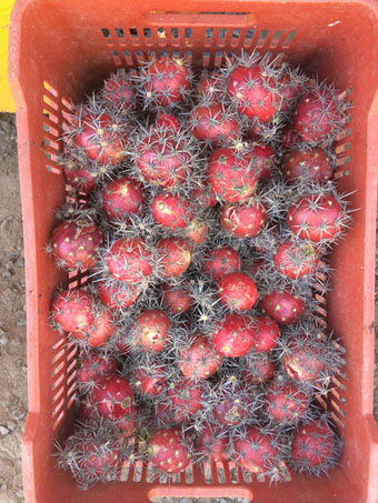 Pitahaya, cactus fruit