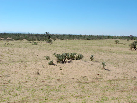 Desert sprouting