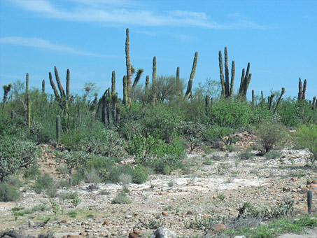 Lush desert scrub