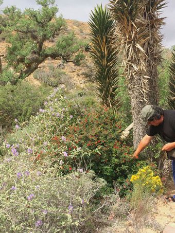 Central desert blooms