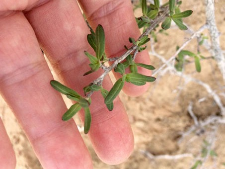 Xylonagra arborea leaves