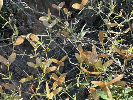 Slender Janusia fruit