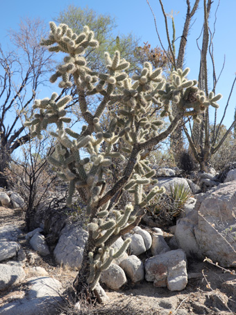 Cholla cactus