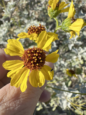 Brittlebush flower