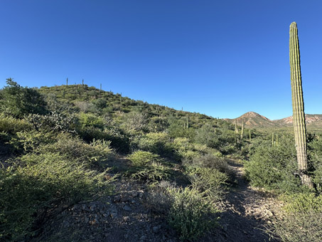 hillside wth dense foliage