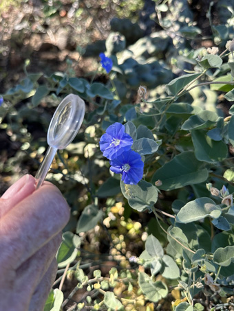 Eastwood or Gulf Clustervine flowers