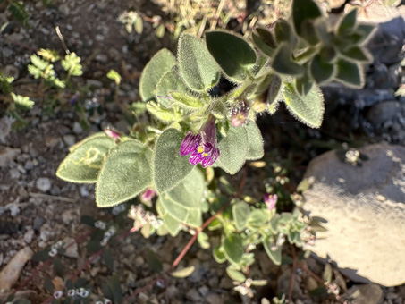 Canyon Snapdragon wih flowers