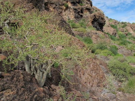 Habit of Japtropha cuneata on cliff