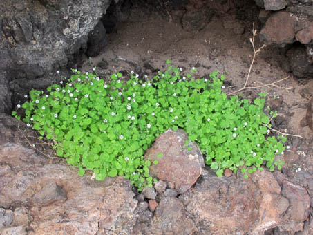 Delicate Drymaria debilis in flower