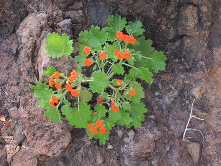 Pega pega plant in flower