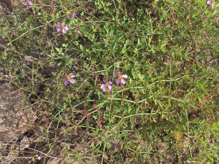 Habit of Fagonia barclayana