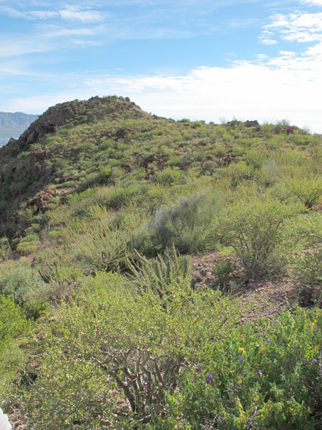 Las plantas densas en la cima de la isla