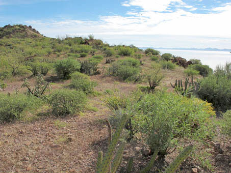 More dense vegetation on top of saddle