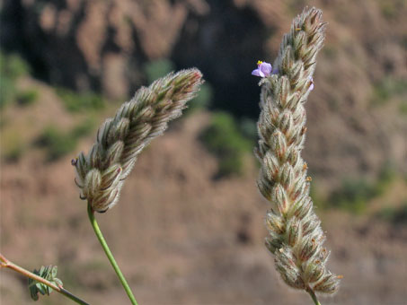 Marina vetula inflorescence and flowers