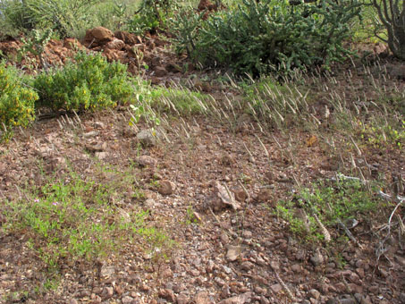 Hierbas anuales cubren la cima