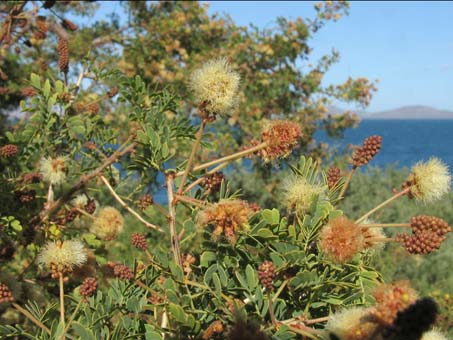 Acacia peninsularis flowers and fruit