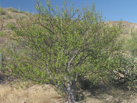 Habit of Bursera hindsiana