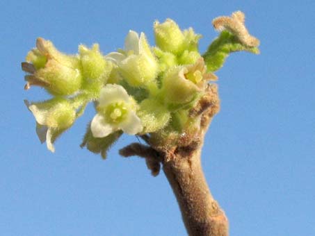 Flowers of Bursera hindsiana