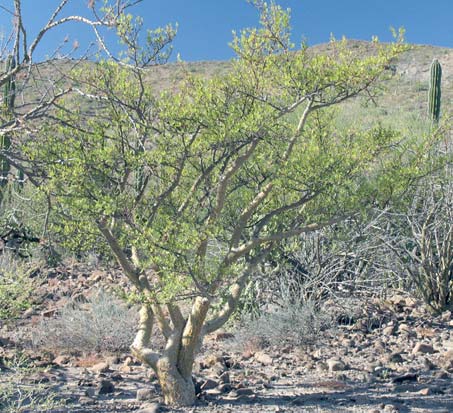 Habit of Bursera microphylla