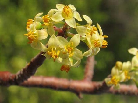 Flowers of Bursera microphylla