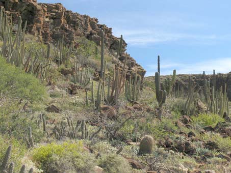 Desert view in Baja California