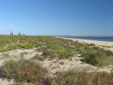 beach dune