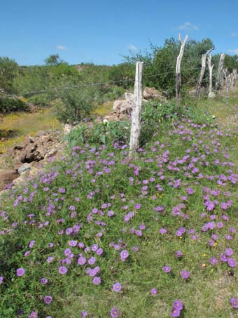 Ipomoea ternifolia flowers