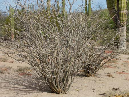 Habit of Jatropha cinerea