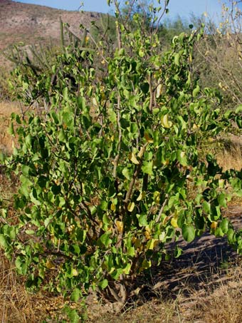 Habit of Jatropha cinerea