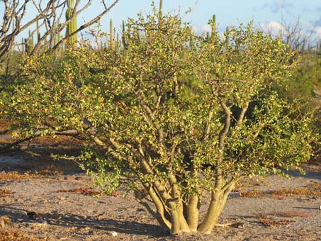 Habit of Jatropha cuneata