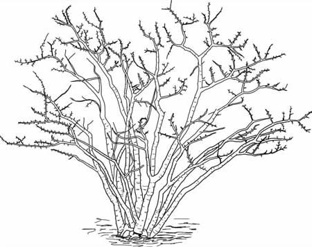 Line drawing of Jatropha cuneata