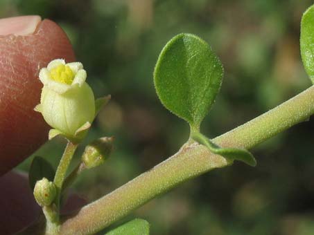 Flowers of Jatropha cuneata