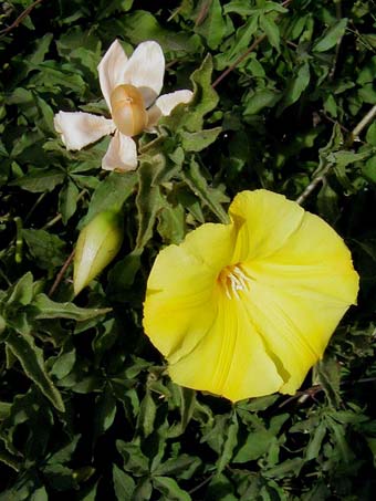 Merremia aurea flower and fruit