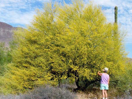 Little leaf palo verde habit