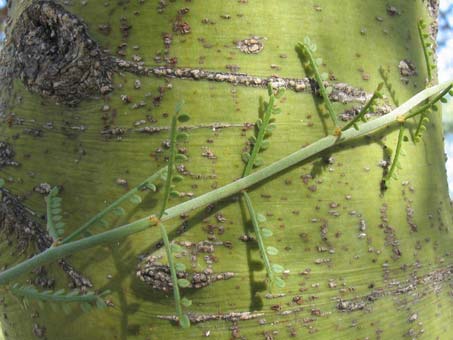 Bark and leaves of Palo verde