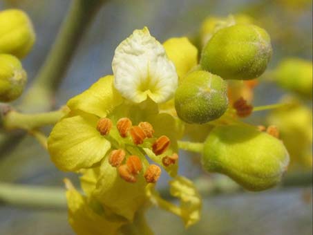 Flowers of Parkinsonia microphylla