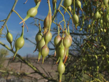 Fruit of Parkinsonia microphylla