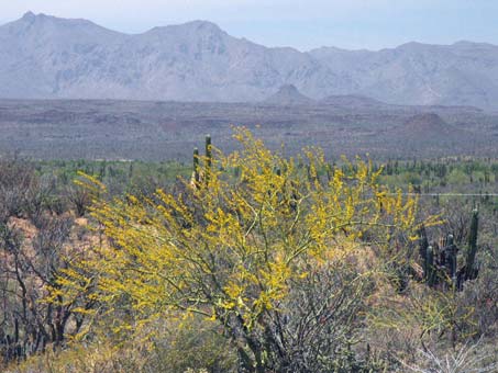 Parkinsonia praecox tree in full bloom