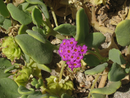 Abronia maritima