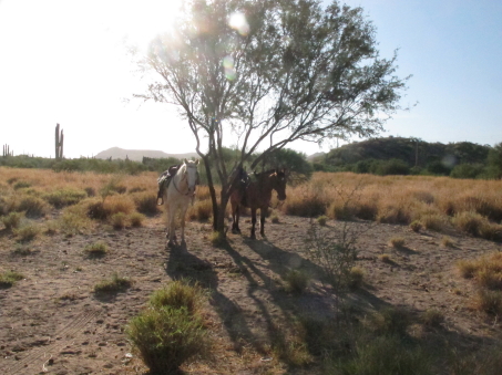 Horses