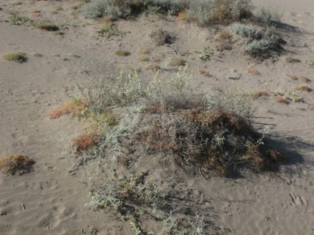 Plantas de las dunas