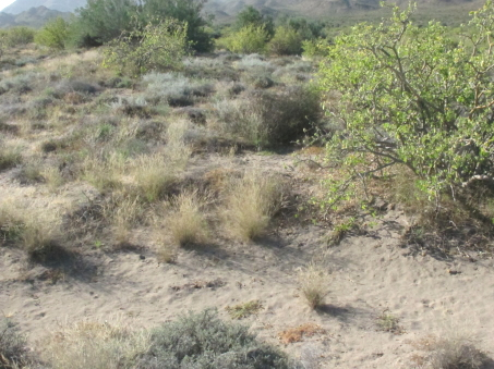 Plantas de las dunas