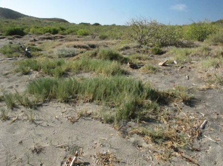 Beach grasses