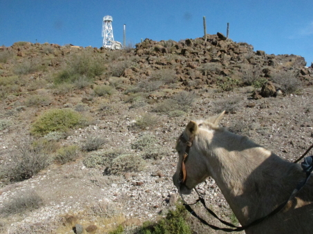 On Isla Gallo